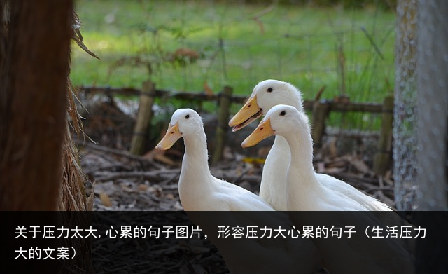 关于压力太大,心累的句子图片，形容压力大心累的句子（生活压力大的文案） 红木家具销售话术 房地产销售话术 家具销售话术 微信销售话术 抖音神曲 美国电视剧 建材电话销售话术 最新上映电影排行榜 百科资讯 第2张